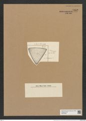 Triceratium heteroporum Grun. (de-Toni-Nr.: Genus 140, Species 3853) Zeichnungen Sammlung Grunow Nr. 7352 (NHMW-BOT-W0376405)